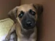 Cachorro raça SRD-ViraLata idade  nome Foxy