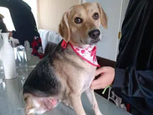 Cachorro raça SRD idade 1 ano nome Luna
