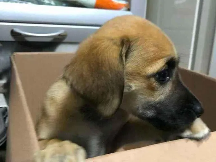 Cachorro raça SRD-ViraLata idade  nome Foxy