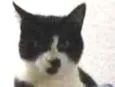 Fifi