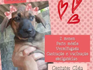 Cachorro raça Srd idade 2 a 6 meses nome Bebel