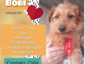 Cachorro raça Srd idade 1 ano nome Bobi