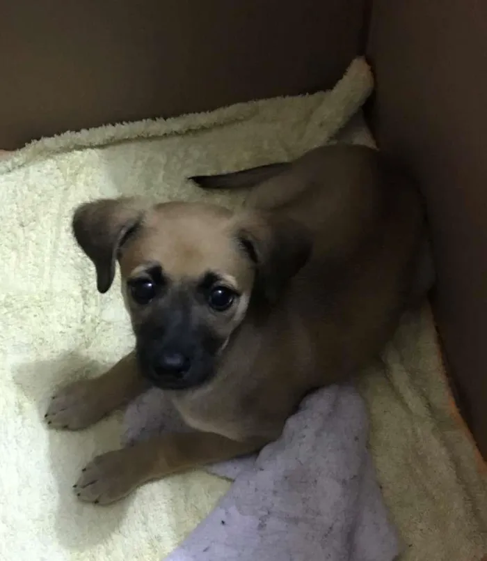 Cachorro raça SRD-ViraLata idade  nome Foxy