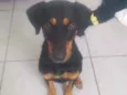 Nala