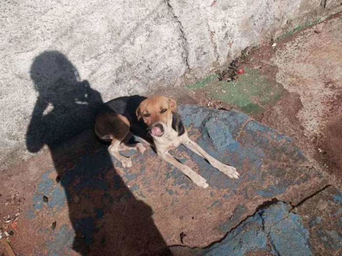 Cachorro ra a Misturada idade 7 a 11 meses nome Nina