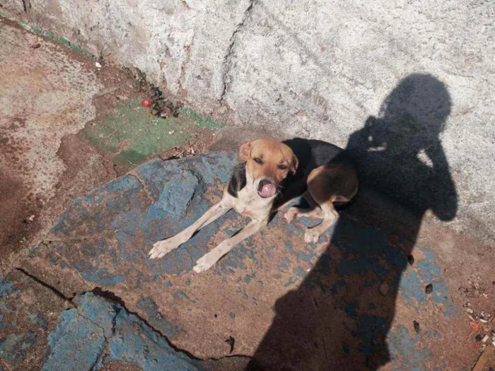 Cachorro ra a Misturada idade 7 a 11 meses nome Xena e nina