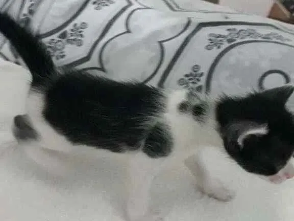 Gato raça  idade Abaixo de 2 meses nome Zyon