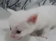 Zyon