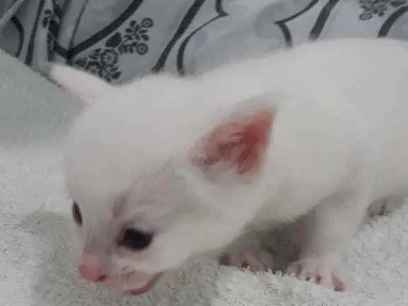 Gato raça  idade Abaixo de 2 meses nome Zyon