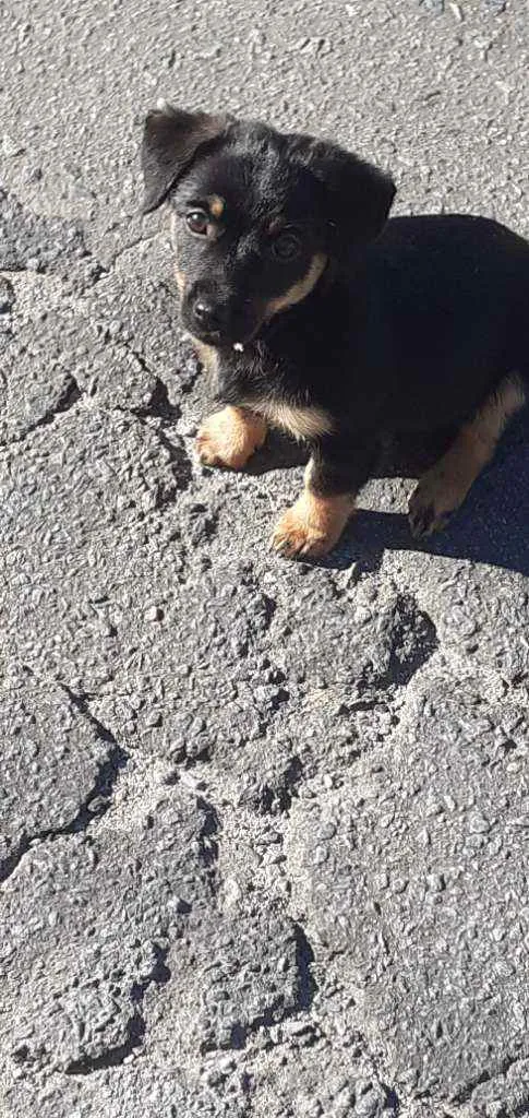 Cachorro ra a Salsicha  idade 2 a 6 meses nome Layla 