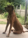 Scooby
