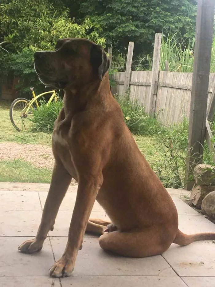 Cachorro ra a Dogue alemão  idade 2 anos nome Scooby