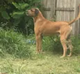 Scooby