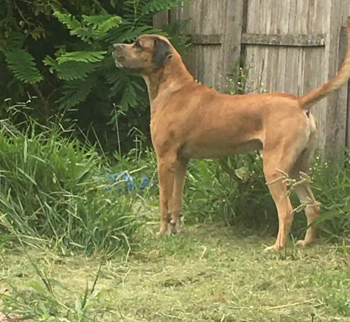 Cachorro ra a Dogue alemão  idade 2 anos nome Scooby