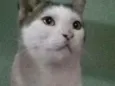 Floki