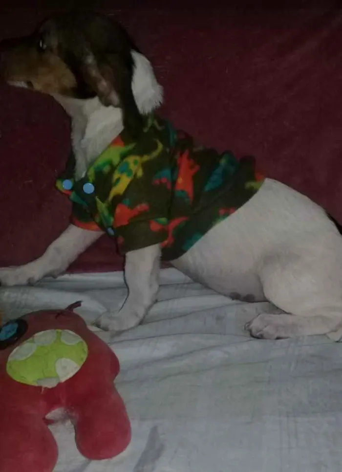Cachorro ra a SRD idade 2 a 6 meses nome Annita