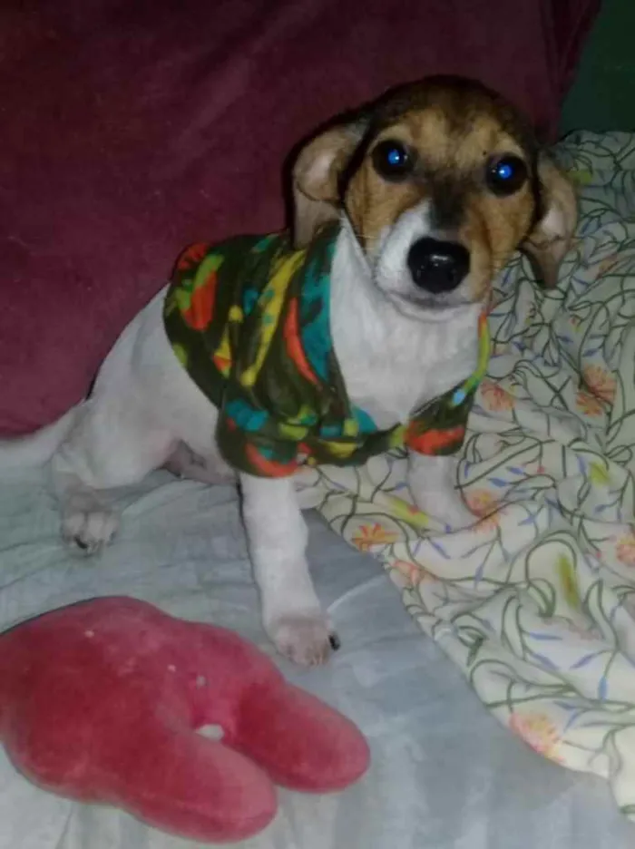 Cachorro ra a SRD idade 2 a 6 meses nome Annita
