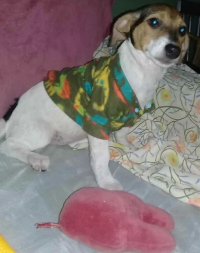 Cachorro ra a SRD idade 2 a 6 meses nome Annita