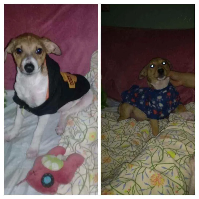 Cachorro ra a SRD idade 2 a 6 meses nome Gordinho e Quick 