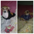 Gordinho e Quick