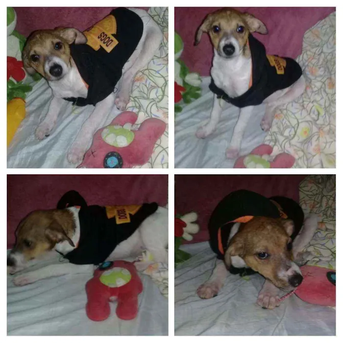 Cachorro ra a SRD idade 2 a 6 meses nome Gordinho e Quick 