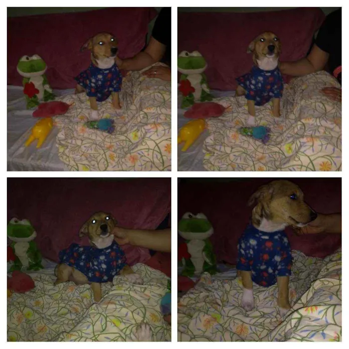 Cachorro ra a SRD idade 2 a 6 meses nome Gordinho e Quick 