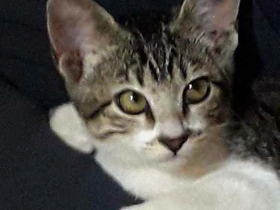 Gato ra a Sem raca definida idade 2 a 6 meses nome Demos o nome de Amor