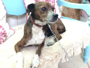 Cachorro raça Mestiço da raça Pinschers idade 5 anos nome COSTELINHA