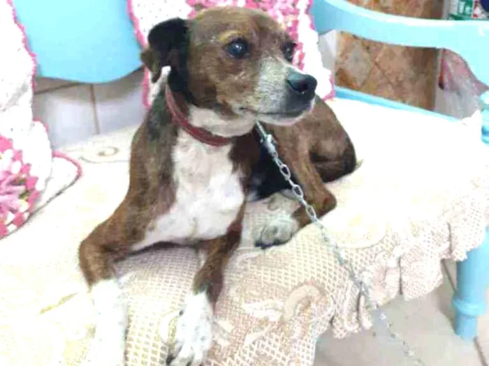 Cachorro ra a Mestiço da raça Pinschers idade 5 anos nome COSTELINHA