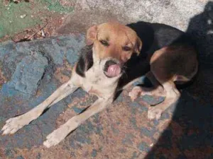 Cachorro raça Misturada idade 7 a 11 meses nome Nina