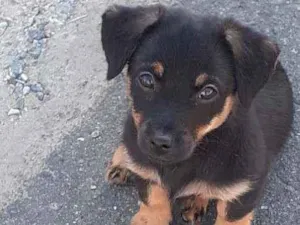 Cachorro raça Salsicha  idade 2 a 6 meses nome Layla 