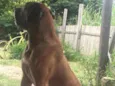 Scooby
