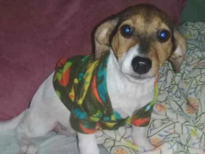 Cachorro ra a SRD idade 2 a 6 meses nome Annita