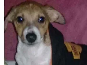 Cachorro raça SRD idade 2 a 6 meses nome Gordinho e Quick 