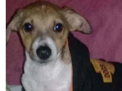 Cachorro ra a SRD idade 2 a 6 meses nome Gordinho e Quick 