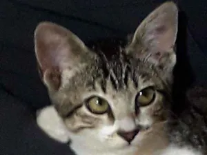 Gato raça Sem raca definida idade 2 a 6 meses nome Demos o nome de Amor