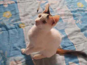 Gato raça Srd idade 2 a 6 meses nome Jolie