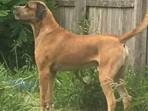 Cachorro raça Dogue alemão  idade 2 anos nome Scooby