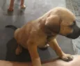Pretinha 