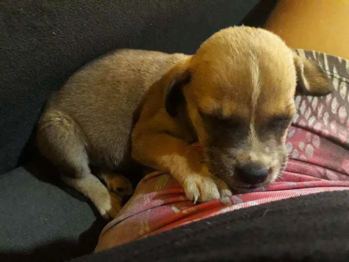 Cachorro ra a Vira lata  idade Abaixo de 2 meses nome Pretinha 
