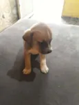 Pretinha 