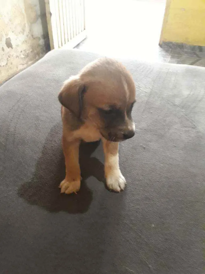 Cachorro ra a Vira lata  idade Abaixo de 2 meses nome Pretinha 