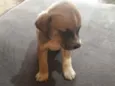 Pretinha 