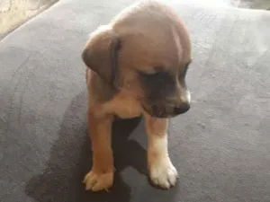 Cachorro raça Vira lata  idade Abaixo de 2 meses nome Pretinha 