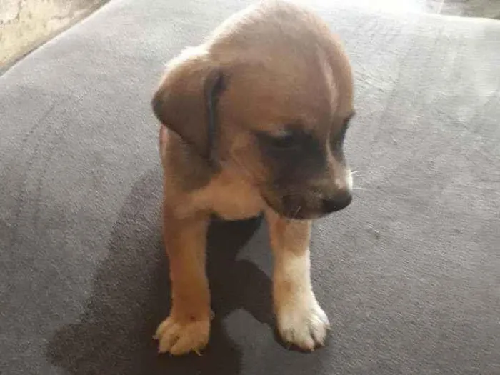 Cachorro ra a Vira lata  idade Abaixo de 2 meses nome Pretinha 