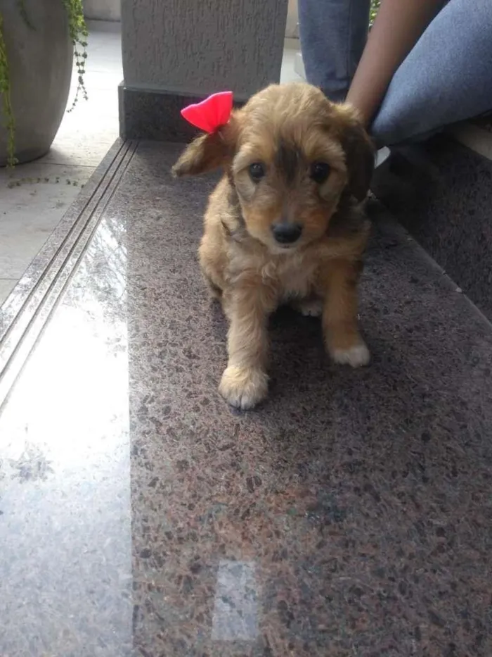 Cachorro raça Vira lata idade 2 a 6 meses nome Sem nome