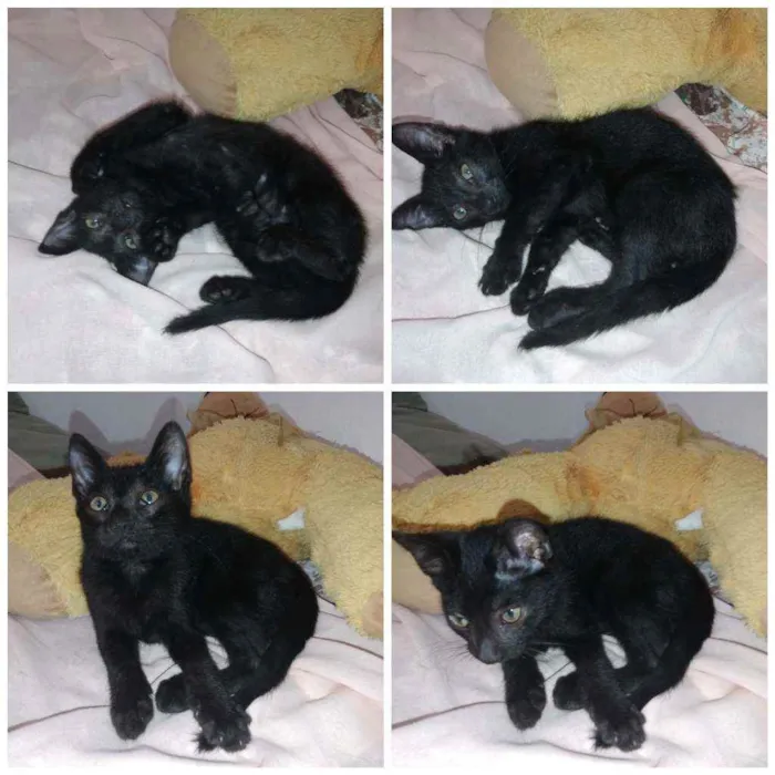 Gato raça Não sei  idade Abaixo de 2 meses nome Ainda não tem