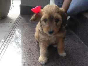 Cachorro raça Vira lata idade 2 a 6 meses nome Sem nome