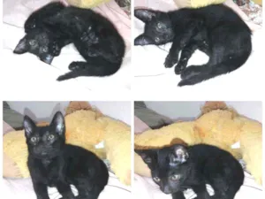 Gato raça Não sei  idade Abaixo de 2 meses nome Ainda não tem
