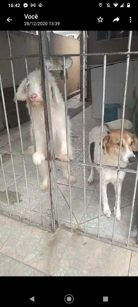 Cachorro ra a Mestiço idade 4 anos nome Caliu